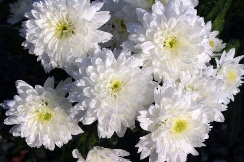 chrysanthemums-1279681_1280