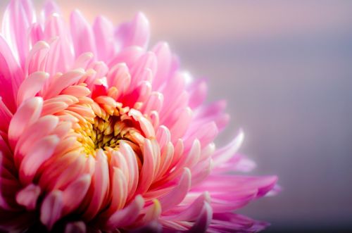 flower-202483_1280