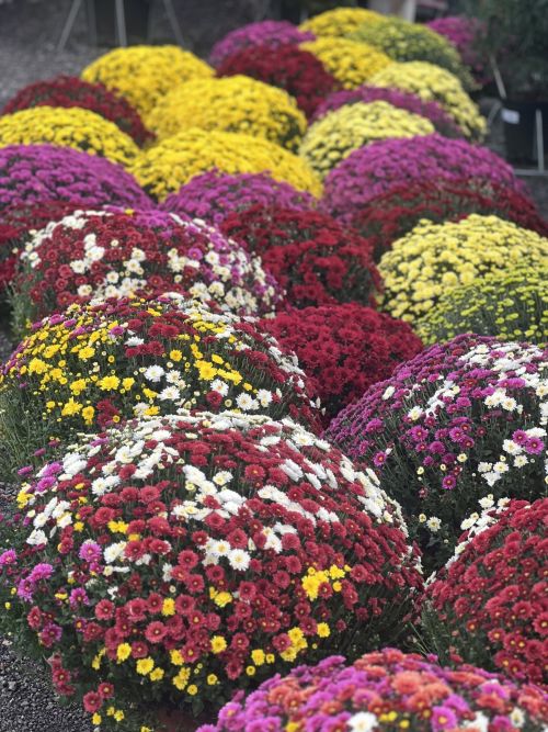 image00003