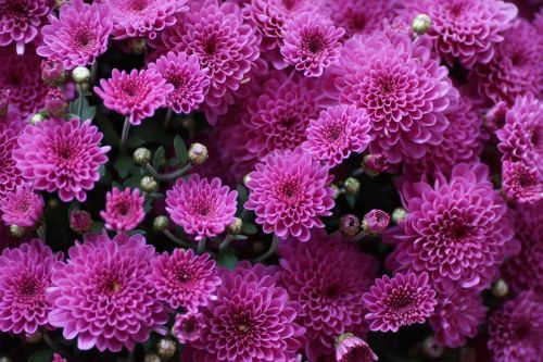 the-chrysanthemum-4459682_1280