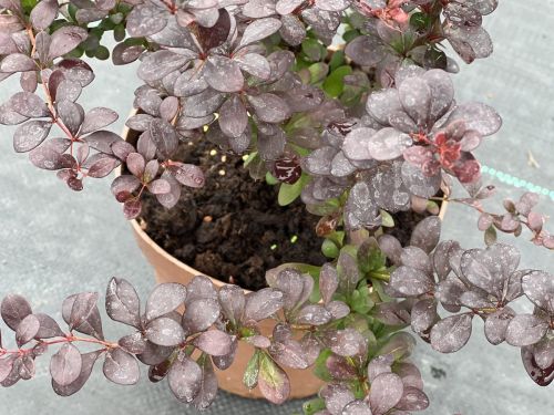 berberis-darts-red-lady3