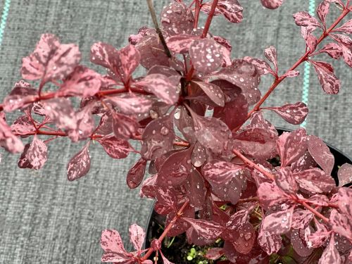 berberis-harlequin