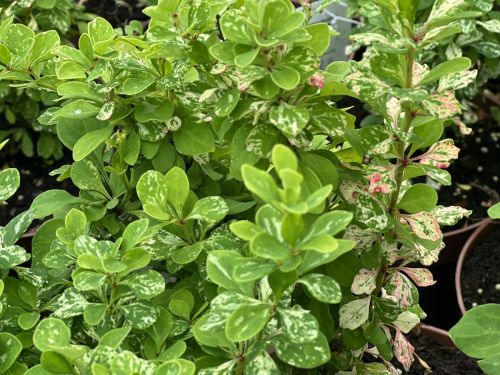 berberis-pow-wow4