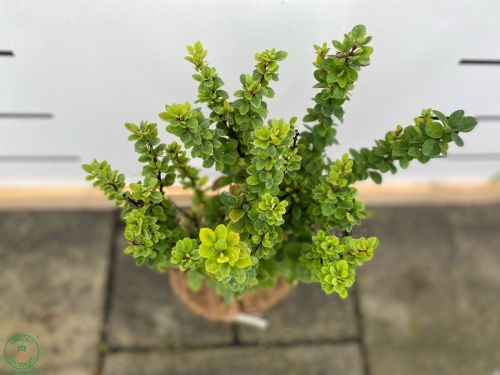 berberisy-erecta_1