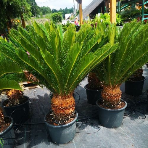cycas-revoluta2