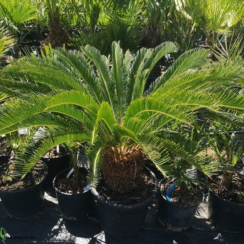 cycas-revoluta3