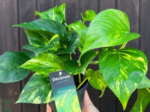 Epipremnum_-aureum