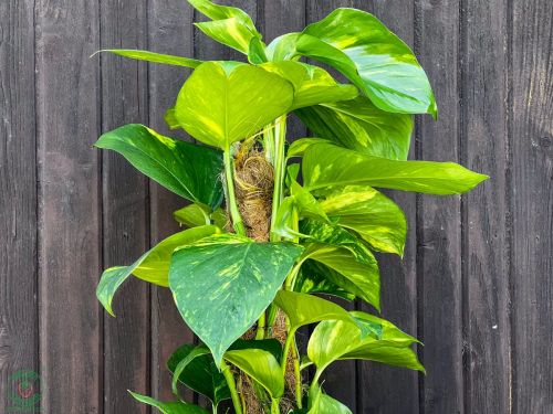epipremnum-pinnatum-mosstok-