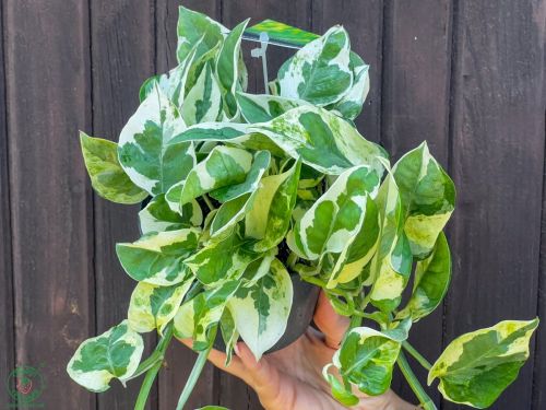 epipremnum.njoy-
