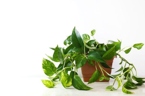 golden-pothos-epipremnum-aureum-white-table-living-room-home-garden