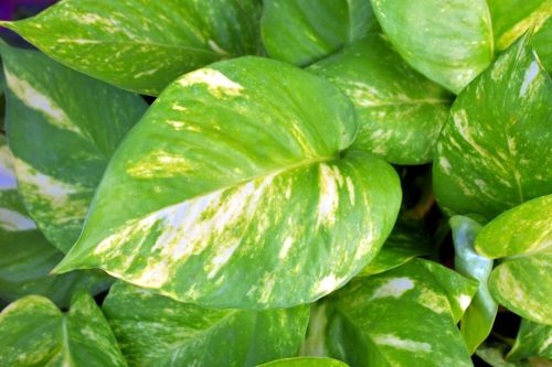 money-plant-2749714_1280
