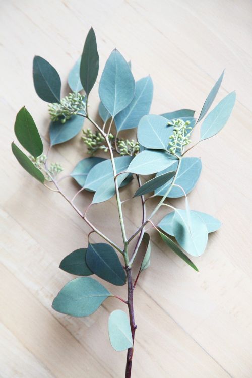 eucalypts-4791910_1280