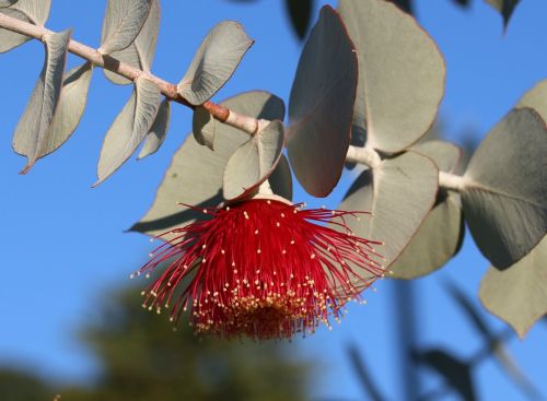 eucalyptus-3410622_1280