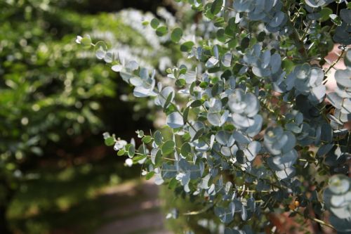 eucalyptus-4571504_1280