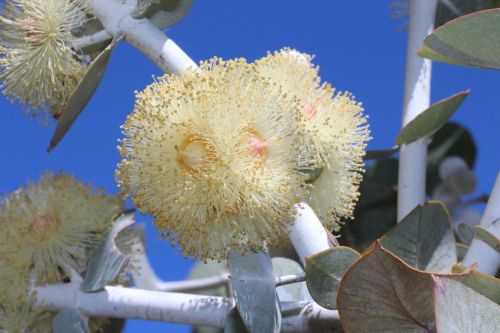 eucalyptus-4739624_1280