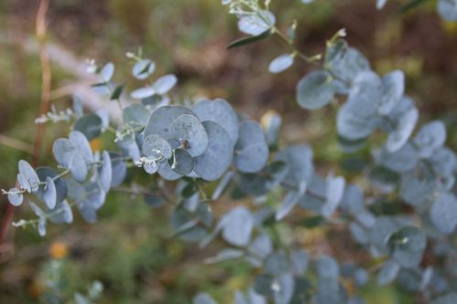 eucalyptus-771994_1280
