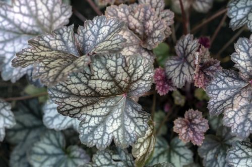 farebna-heuchera