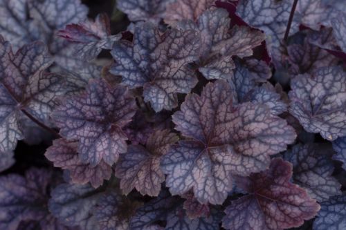 heuchera-bordova