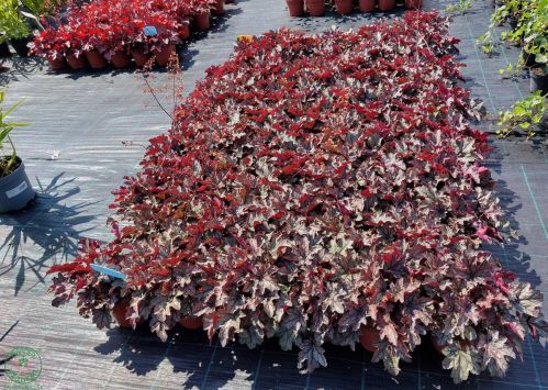 heuchera-trvalky