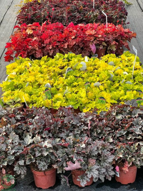heuchery-kultivary_-heuchera