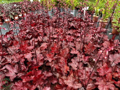 trvalky-heuchera