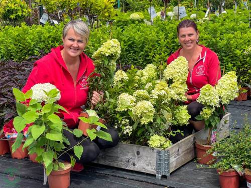 Hortenzia_metlinataHydrangea_paniculata_LIMELIGHT_C3L_4_original
