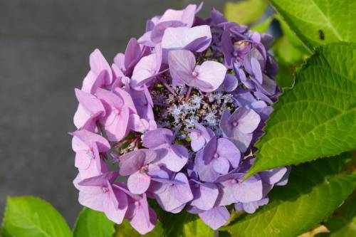 close-up-pink-flowers_original