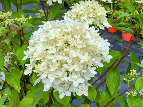 hortenzia_metlinata_hydrangea_paniculata_SILVER_DOLLAR_C3L__1_original
