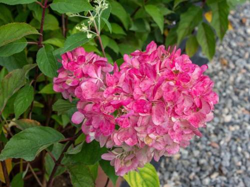 hortenzia_metlinata_hydrangea_paniculata_VANILLE_FRAISE_C3L_bush_2_original