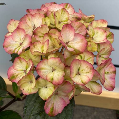 Hortenzia kalinolistá
