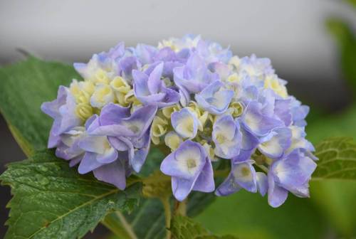 stunning-budding-white-tinged-hydrangea-flowers-blooming_original