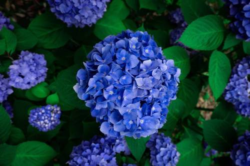 vertical-shot-blue-hydrangea-flowers-garden_original