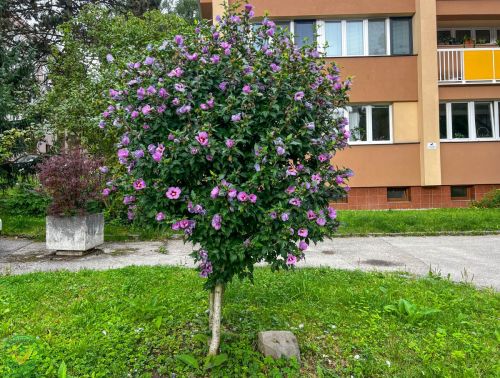 ibistek-magenta-hibiscus
