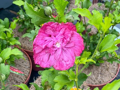 ibistek-magenta-schiffon-kvet