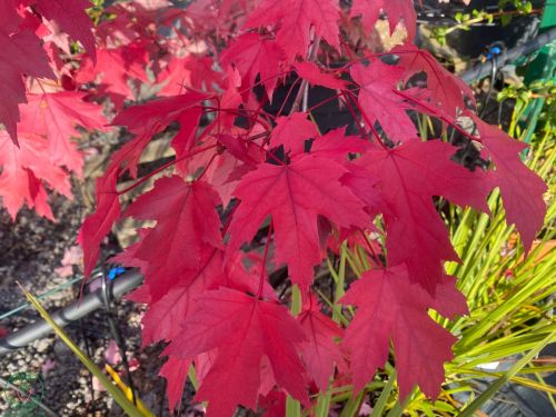 acer-autumn-blaze