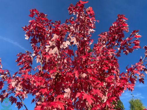 acer-autumnblaze