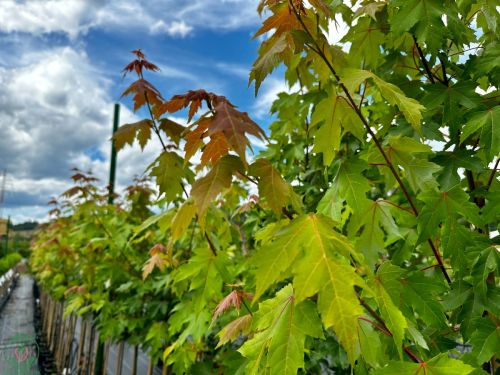 acer-freemanii