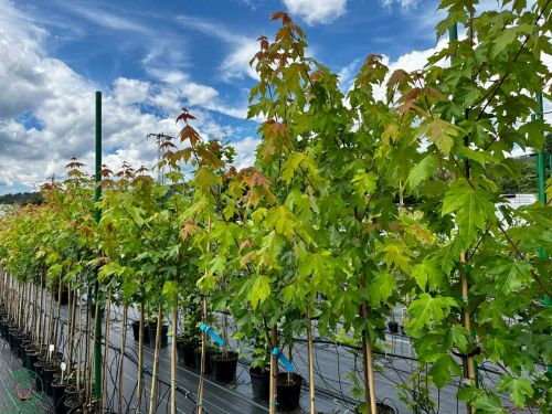 acer-jeffersred