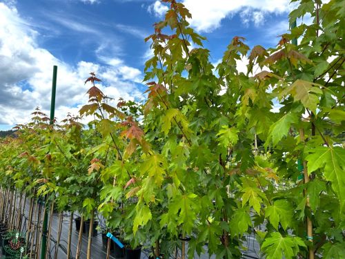 autumn-blaze-acer