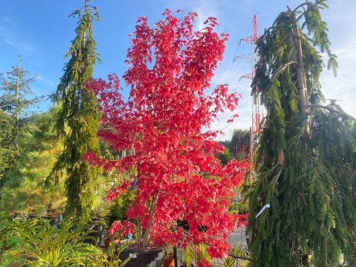 autumn-blaze-javor