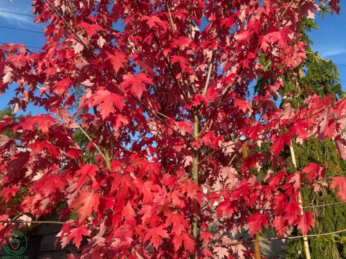 javor-autumn-blaze