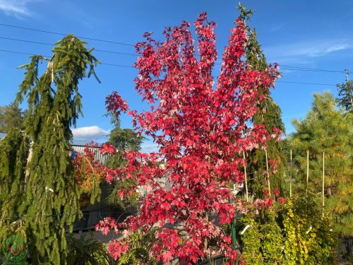 javor-listnate-stromy-autumn-blaze