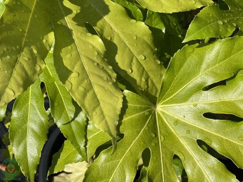 fatsia-japonska-japonica