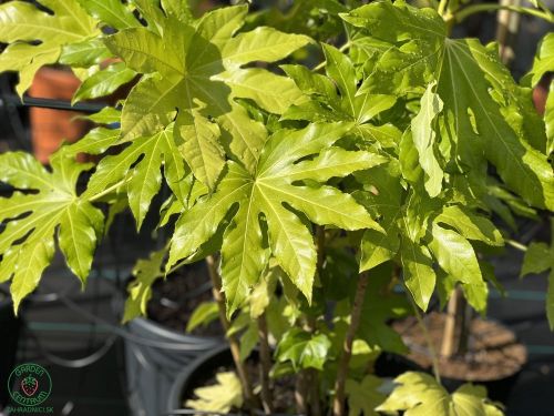 Fatsia japonica