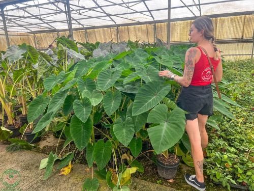 Colocasia esculenta Madeira