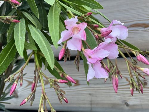 image00019