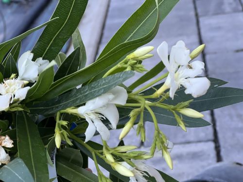 image00022
