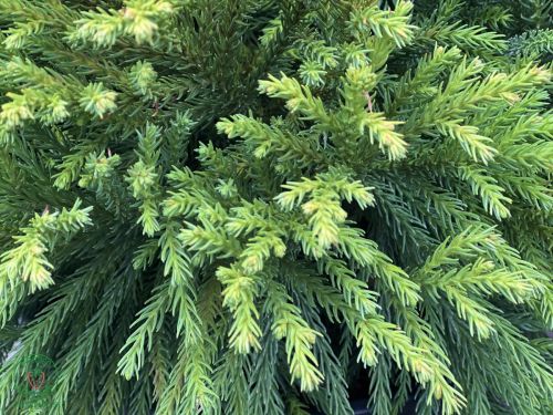 cryptomeria-globosa-nana2