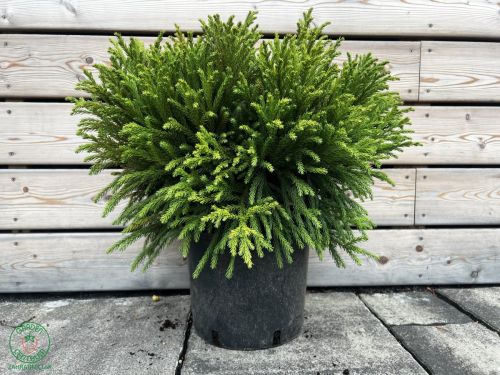 cryptomeria-globosa-nana