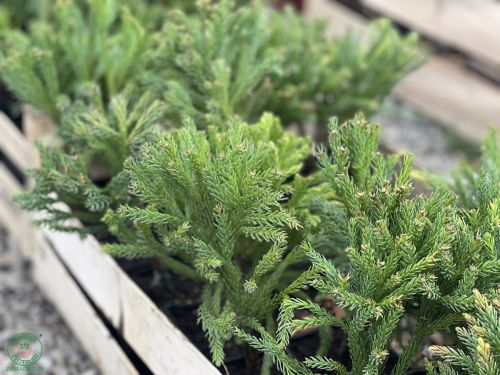 kryptomeria-globosa-nana5